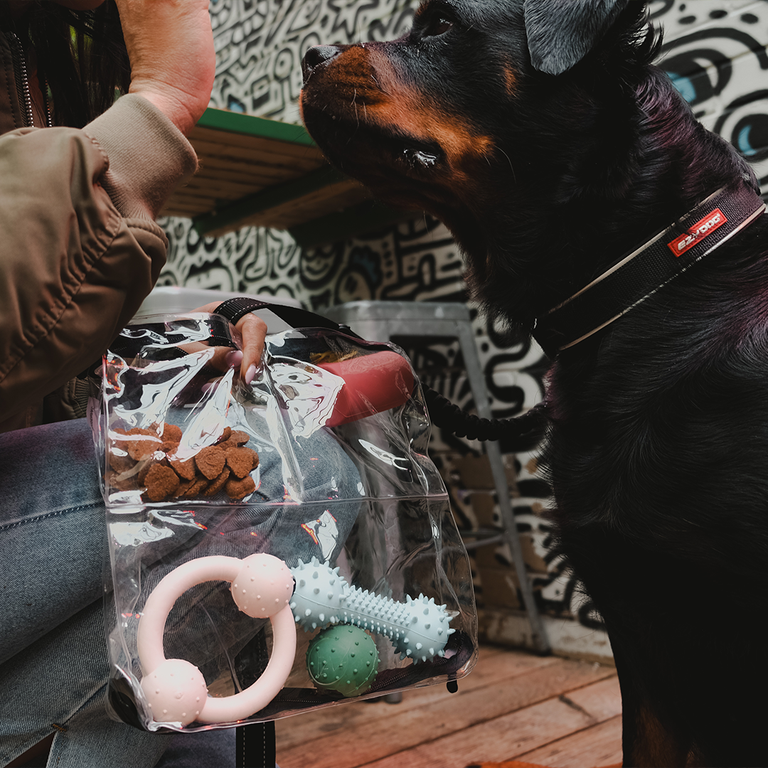 Woman with dog DivideNPac food-grade organizer dog treats toys pet supplies urban